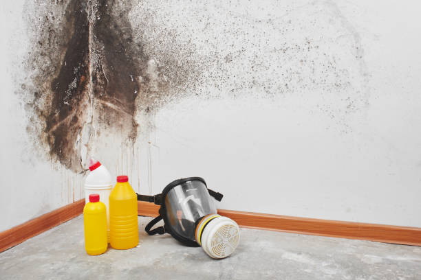 Best Residential Mold Removal  in West Union, OH