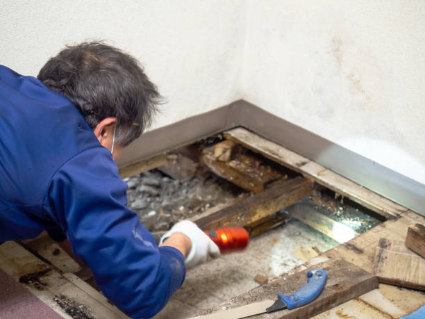 Professional Mold Removal in West Union, OH