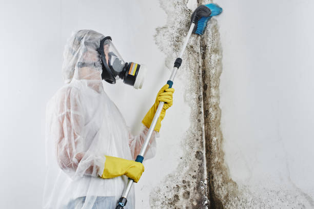 Best Residential Mold Removal  in West Union, OH