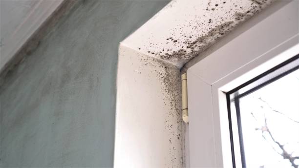 Best Certified Mold Removal  in West Union, OH