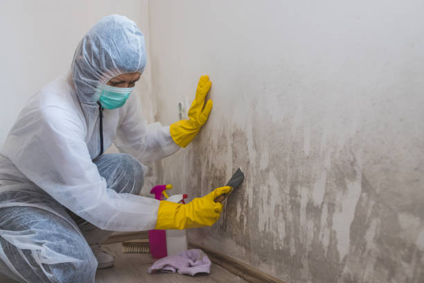 Best Mold Removal and Inspection  in West Union, OH