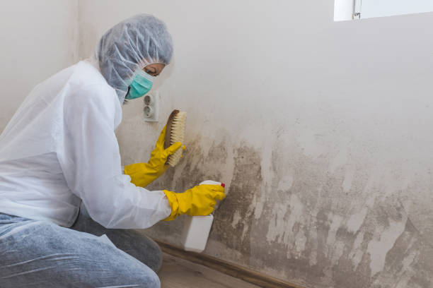 Best Crawl Space Mold Removal  in West Union, OH