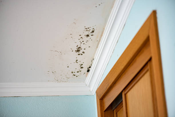 Best Affordable Mold Removal  in West Union, OH