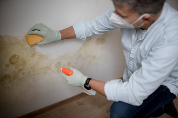 Best Fast Mold Removal  in West Union, OH