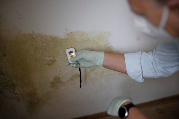 Mold Removal and Inspection in West Union, OH