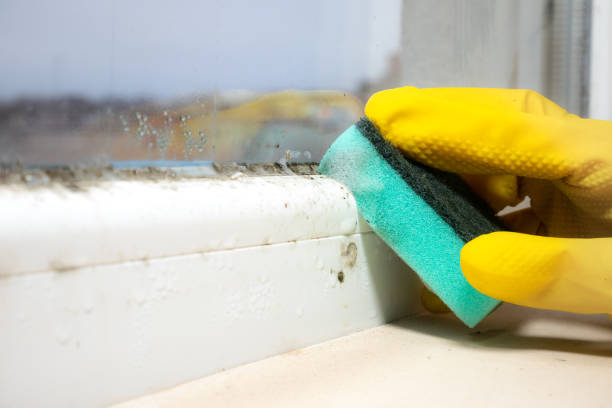 Best Black Mold Removal  in West Union, OH