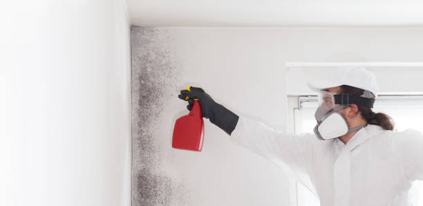 Best Attic Mold Removal  in West Union, OH