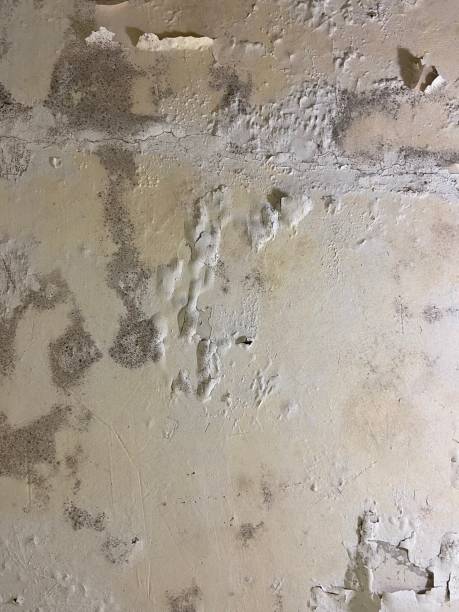 Best Mold Damage Repair  in West Union, OH