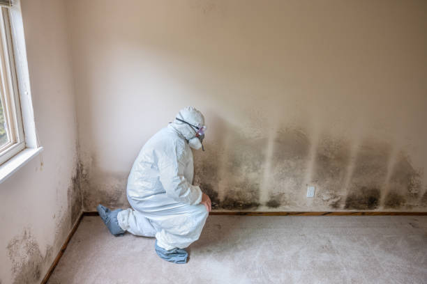 Best Commercial Mold Removal  in West Union, OH