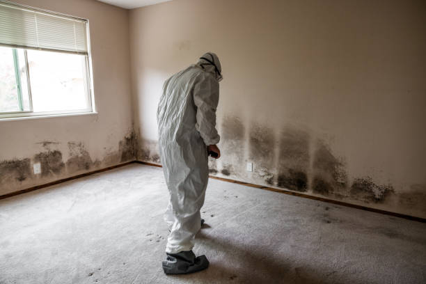 Best Local Mold Removal Service  in West Union, OH