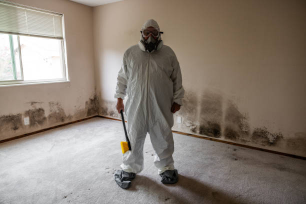 Best Toxic Mold Removal  in West Union, OH