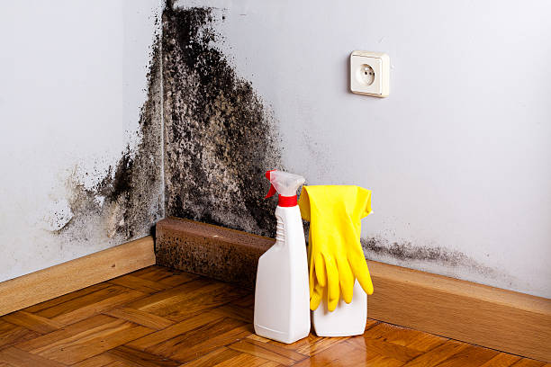 West Union, OH Mold Removal Company
