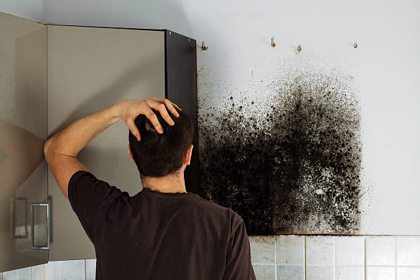 Best Same-Day Mold Removal  in West Union, OH